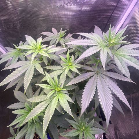 Mimosa Evo growlog timeline photo