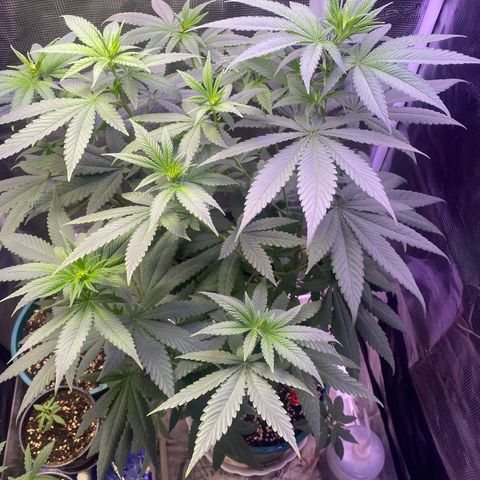 Mimosa Evo growlog timeline photo