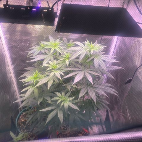 Mimosa Evo growlog timeline photo