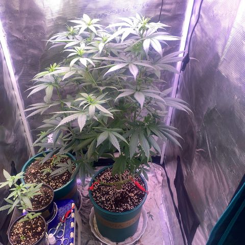Mimosa Evo growlog timeline photo
