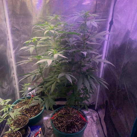 Mimosa Evo growlog timeline photo