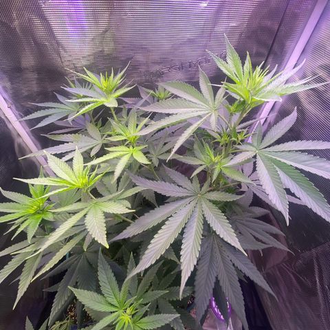 Mimosa Evo growlog timeline photo