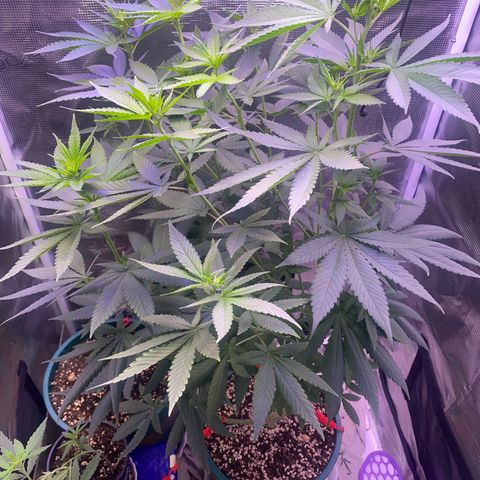 Mimosa Evo growlog timeline photo