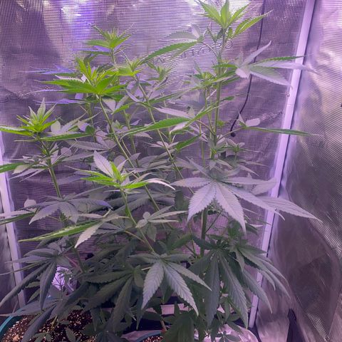 Mimosa Evo growlog timeline photo
