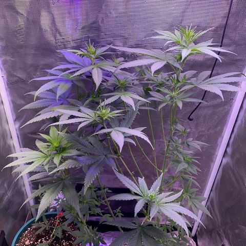 Mimosa Evo growlog photo: Tỉa 70% lá