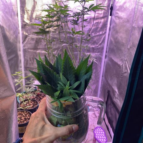Mimosa Evo growlog photo: Tỉa 70% lá