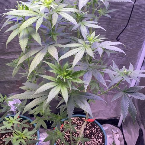 Mimosa Evo growlog photo: Tỉa 70% lá