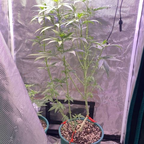Mimosa Evo growlog photo: Tỉa 70% lá