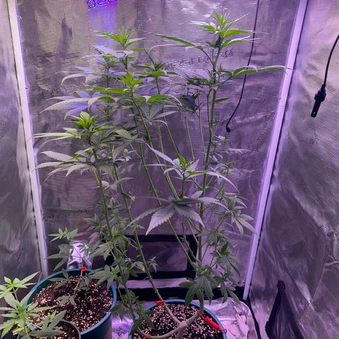 Mimosa Evo growlog photo: Tỉa 70% lá