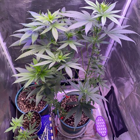 Mimosa Evo growlog photo: Tỉa 70% lá