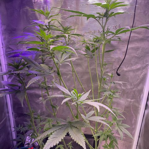 Mimosa Evo growlog photo: Tỉa 70% lá