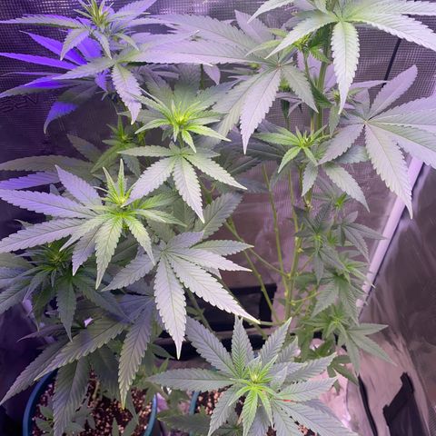 Mimosa Evo growlog timeline photo