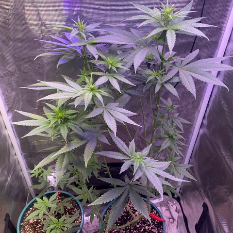 Mimosa Evo growlog timeline photo
