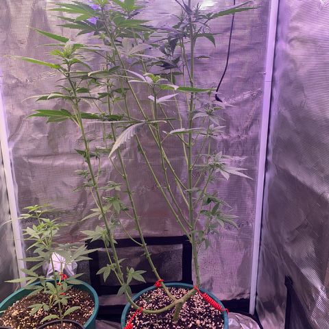 Mimosa Evo growlog timeline photo