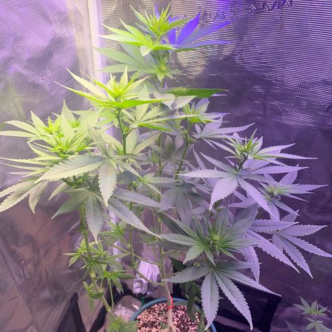 Mimosa Evo growlog timeline photo