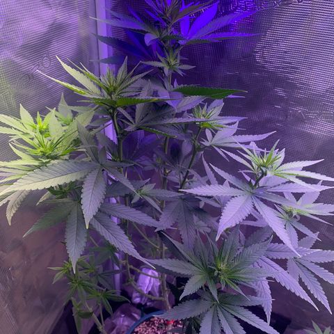 Mimosa Evo growlog timeline photo