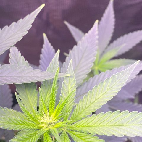 Mimosa Evo growlog timeline photo