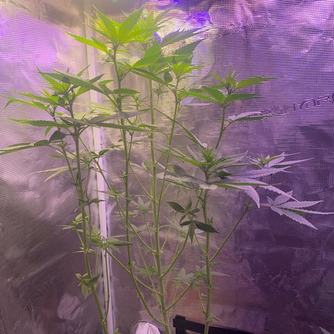Mimosa Evo growlog timeline photo