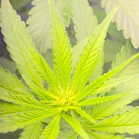 Mimosa Evo growlog timeline photo
