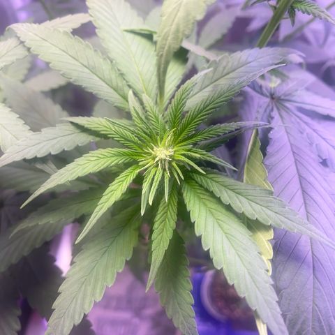 Mimosa Evo growlog timeline photo