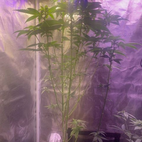 Mimosa Evo growlog timeline photo