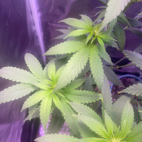 Mimosa Evo growlog timeline photo
