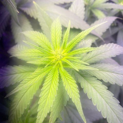 Mimosa Evo growlog timeline photo