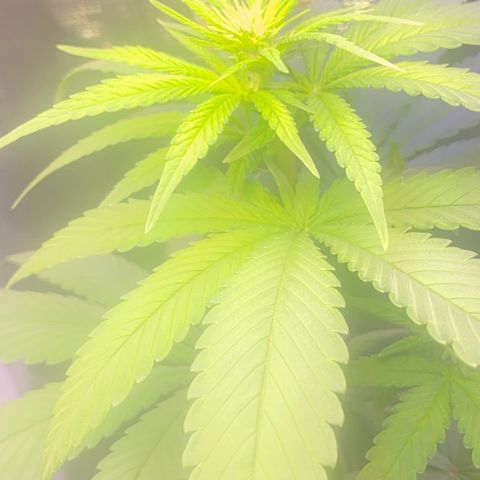 Mimosa Evo growlog timeline photo