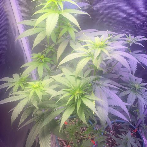 Mimosa Evo growlog timeline photo