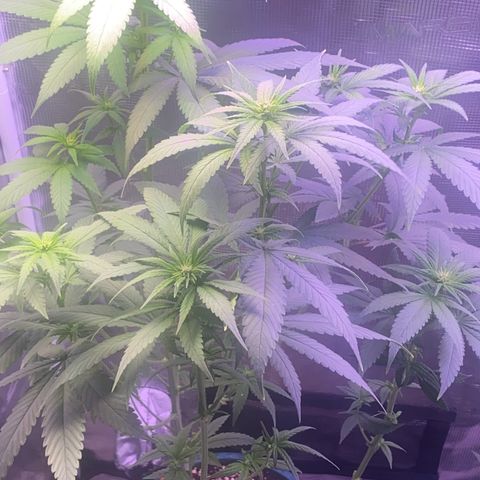 Mimosa Evo growlog timeline photo