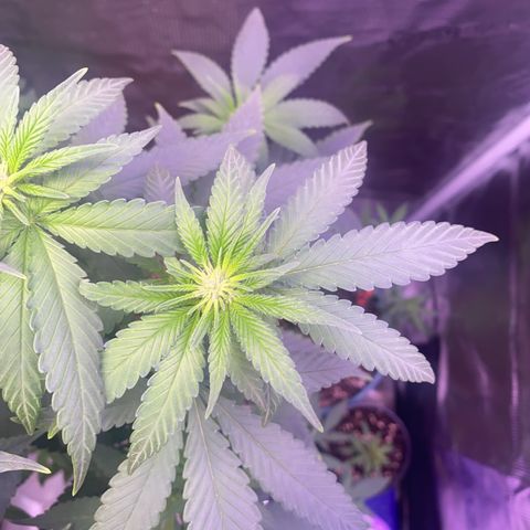 Mimosa Evo growlog timeline photo