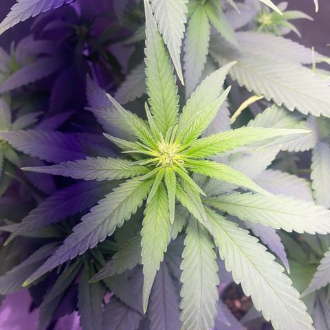 Mimosa Evo growlog timeline photo