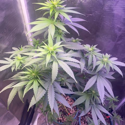 Mimosa Evo growlog timeline photo