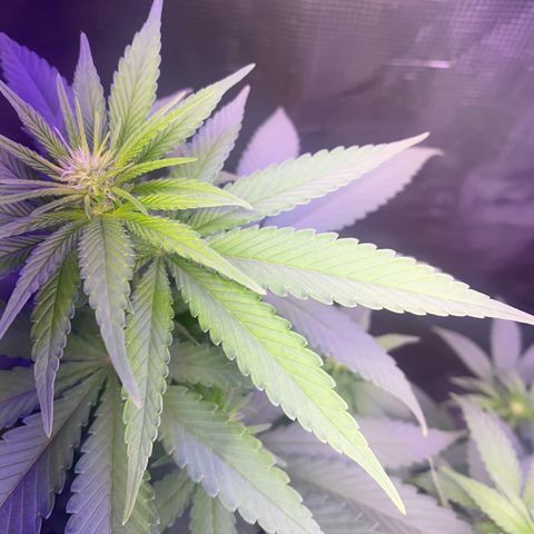 Mimosa Evo growlog timeline photo