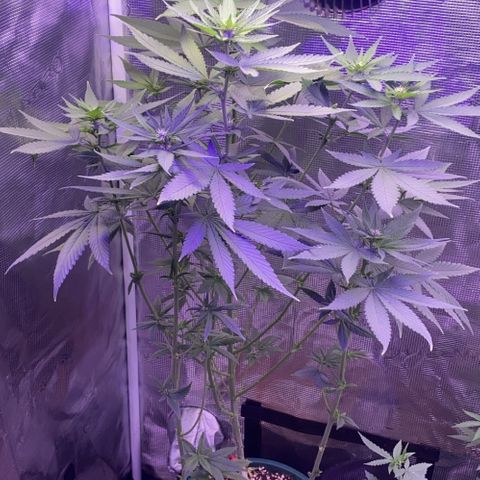 Mimosa Evo growlog timeline photo