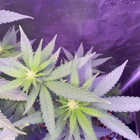 Mimosa Evo growlog timeline photo
