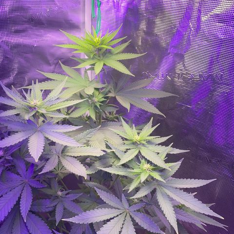 Mimosa Evo growlog timeline photo