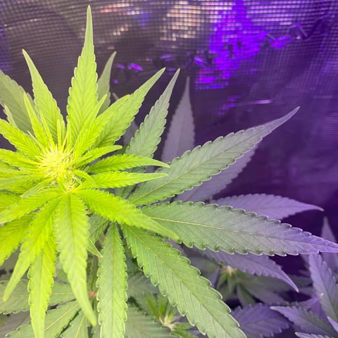 Mimosa Evo growlog timeline photo