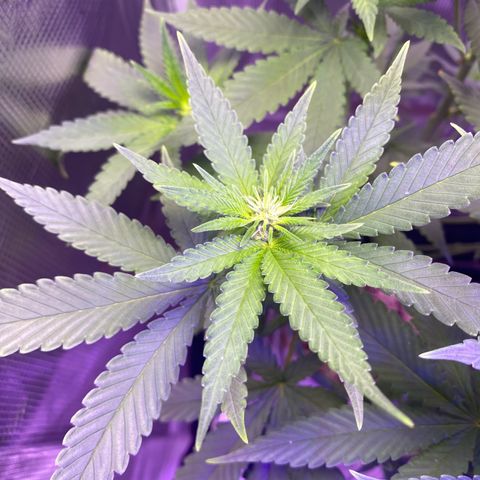 Mimosa Evo growlog timeline photo