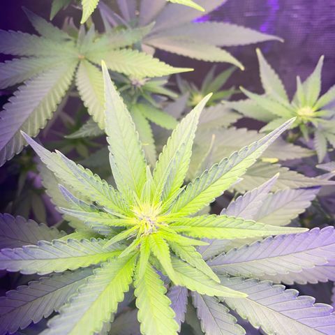 Mimosa Evo growlog timeline photo