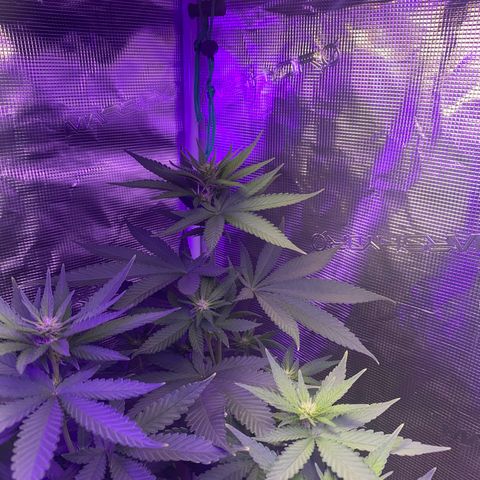 Mimosa Evo growlog timeline photo