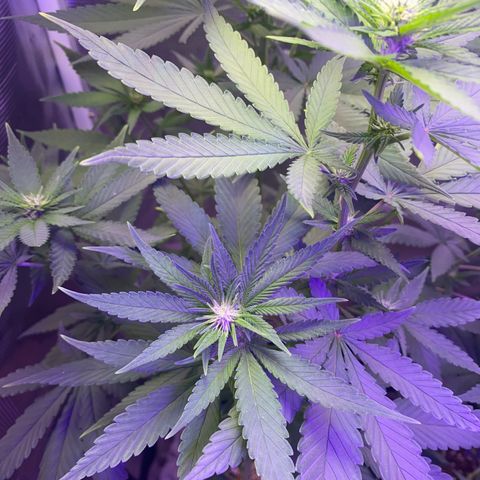 Mimosa Evo growlog timeline photo