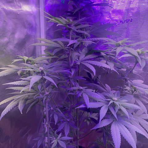 Mimosa Evo growlog timeline photo