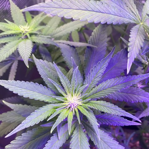 Mimosa Evo growlog timeline photo