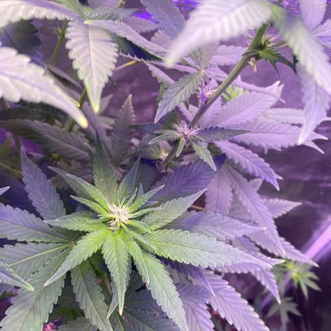 Mimosa Evo growlog timeline photo