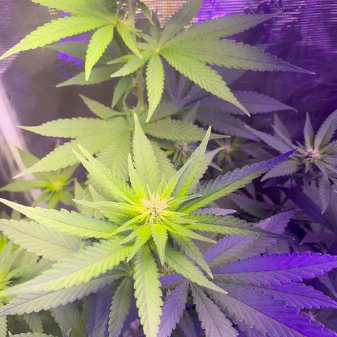 Mimosa Evo growlog timeline photo