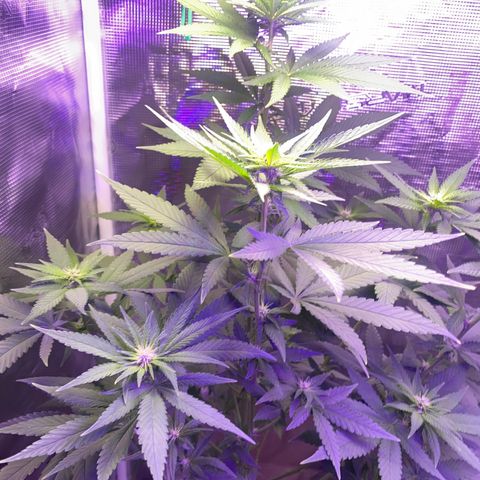 Mimosa Evo growlog timeline photo