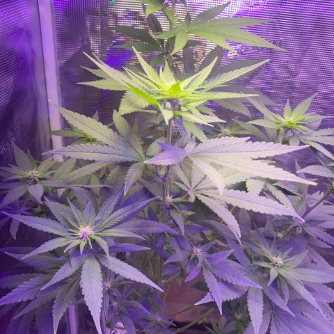 Mimosa Evo growlog timeline photo