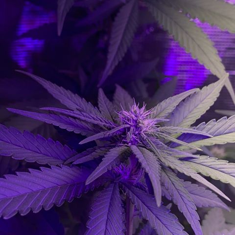 Mimosa Evo growlog timeline photo
