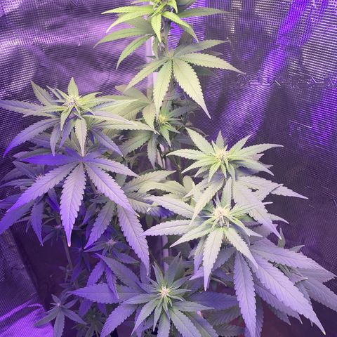 Mimosa Evo growlog timeline photo